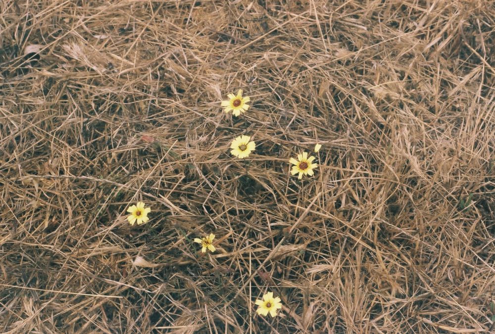 LEFT FOR DYING ( sofia Tudela)