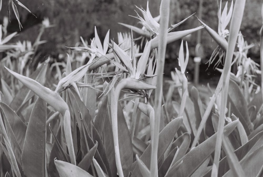 Untitled (sofia Tudela)